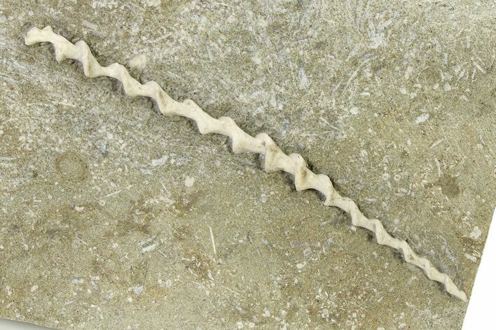 Archimedes Screw Bryozoan Fossil - Illinois #325658
